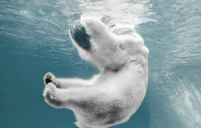 水下的白熊店长：迈克尔·康菲尔 和 ucumari