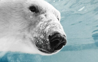 水下的白熊店长：迈克尔·康菲尔 和 ucumari