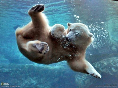 水下的白熊店长：迈克尔·康菲尔 和 ucumari