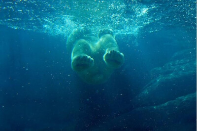 水下的白熊店长：迈克尔·康菲尔 和 ucumari