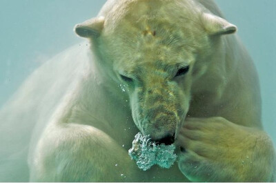 水下的白熊店长：迈克尔·康菲尔 和 ucumari