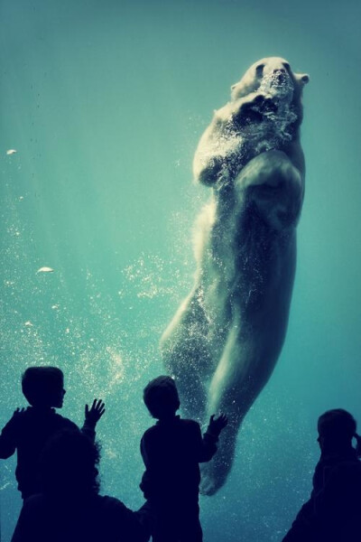 水下的白熊店长：迈克尔·康菲尔 和 ucumari