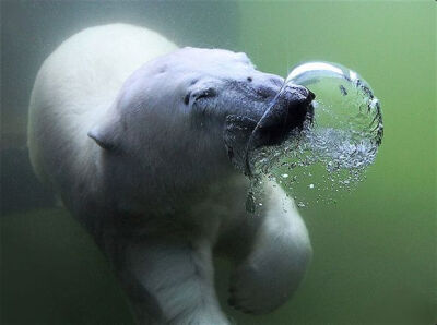 水下的白熊店长：迈克尔·康菲尔 和 ucumari