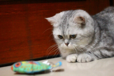 它本来叫珠珠，后来越来越像猪猪。现在猪妹妹越来越丰腴、妩媚啦······