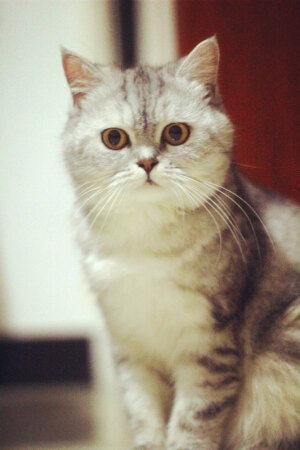 它本来叫珠珠，后来越来越像猪猪。现在猪妹妹越来越丰腴、妩媚啦······