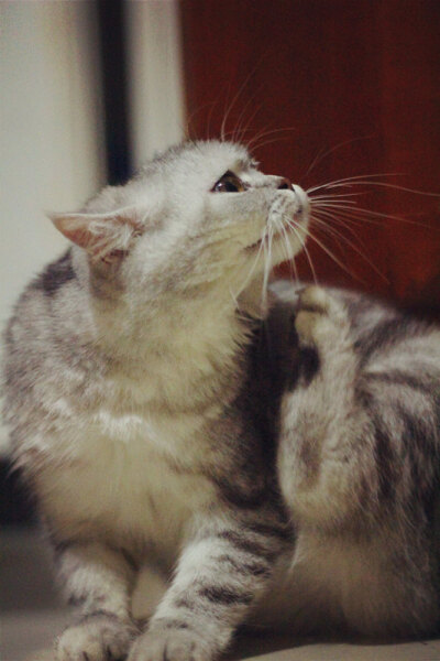 它本来叫珠珠，后来越来越像猪猪。现在猪妹妹越来越丰腴、妩媚啦······