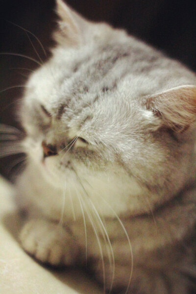 它本来叫珠珠，后来越来越像猪猪。现在猪妹妹越来越丰腴、妩媚啦······