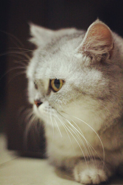 它本来叫珠珠，后来越来越像猪猪。现在猪妹妹越来越丰腴、妩媚啦······