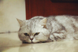 它本来叫珠珠，后来越来越像猪猪。现在猪妹妹越来越丰腴、妩媚啦······