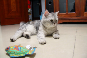 它本来叫珠珠，后来越来越像猪猪。现在猪妹妹越来越丰腴、妩媚啦······