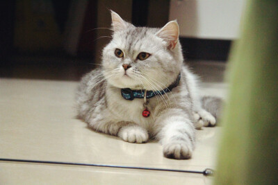 它本来叫珠珠，后来越来越像猪猪。现在猪妹妹越来越丰腴、妩媚啦······ 越来越霸气侧漏~