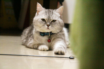 它本来叫珠珠，后来越来越像猪猪。现在猪妹妹越来越丰腴、妩媚啦······ 越来越霸气侧漏~