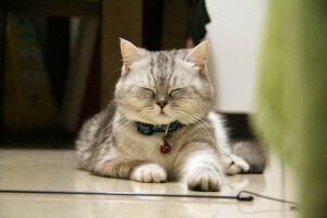 它本来叫珠珠，后来越来越像猪猪。现在猪妹妹越来越丰腴、妩媚啦······ 越来越霸气侧漏~