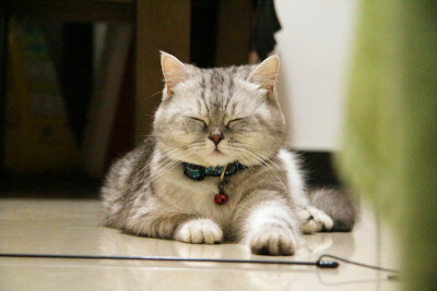 它本来叫珠珠，后来越来越像猪猪。现在猪妹妹越来越丰腴、妩媚啦······ 越来越霸气侧漏~