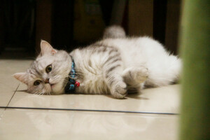 它本来叫珠珠，后来越来越像猪猪。现在猪妹妹越来越丰腴、妩媚啦······ 越来越霸气侧漏~