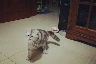 它本来叫珠珠，后来越来越像猪猪。现在猪妹妹越来越丰腴、妩媚啦······ 越来越屌丝~