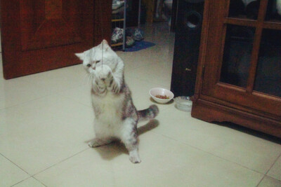 它本来叫珠珠，后来越来越像猪猪。现在猪妹妹越来越丰腴、妩媚啦······ 越来越屌丝~