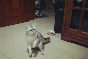 它本来叫珠珠，后来越来越像猪猪。现在猪妹妹越来越丰腴、妩媚啦······ 越来越屌丝~