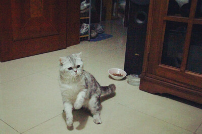 它本来叫珠珠，后来越来越像猪猪。现在猪妹妹越来越丰腴、妩媚啦······ 越来越屌丝~