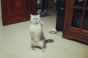 它本来叫珠珠，后来越来越像猪猪。现在猪妹妹越来越丰腴、妩媚啦······ 越来越屌丝~