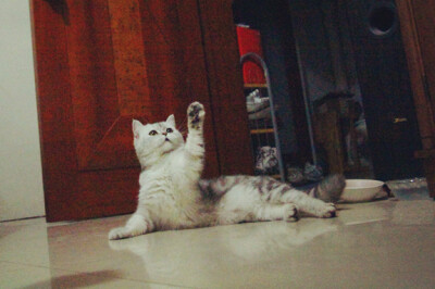 它本来叫珠珠，后来越来越像猪猪。现在猪妹妹越来越丰腴、妩媚啦······ 越来越销魂~~~