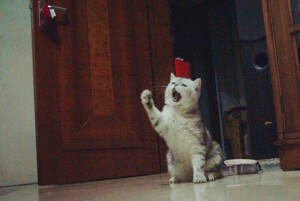 它本来叫珠珠，后来越来越像猪猪。现在猪妹妹越来越丰腴、妩媚啦······ 越来越屌丝~