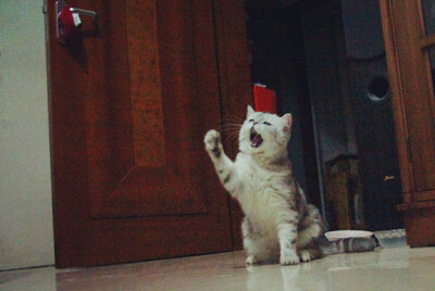 它本来叫珠珠，后来越来越像猪猪。现在猪妹妹越来越丰腴、妩媚啦······ 越来越屌丝~