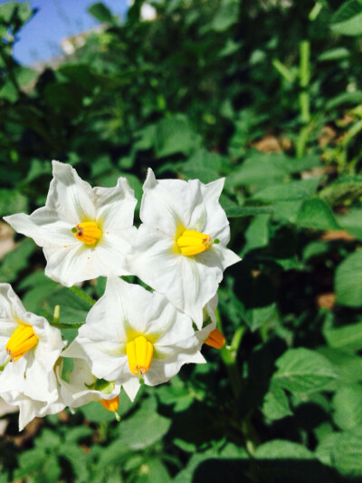 potato flowers