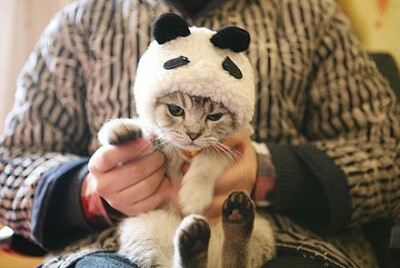 尽管猫对你爱理不理的，但是它们真的很爱你！我愿意一辈子做你的铲屎君！