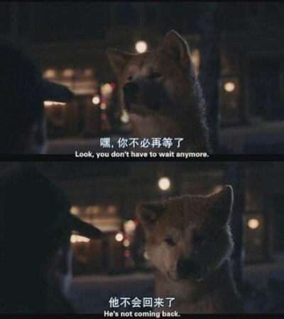 Hachi