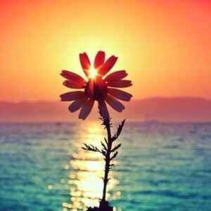 向日葵、愿你与这世界温暖相拥。
