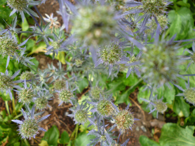 高山刺芹