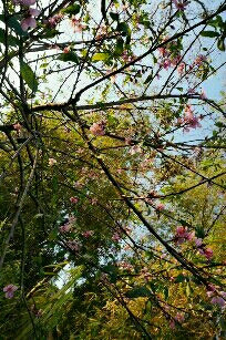 今年開春的桃花