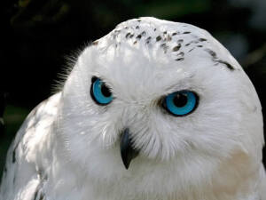 Beautiful Snowy Owls