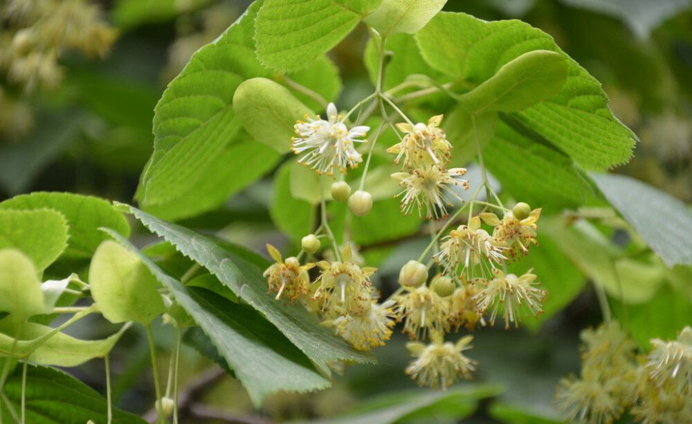 小小麋鹿【花语字典】Linden Tree(Tilia)椴树.花语：夫妻之爱