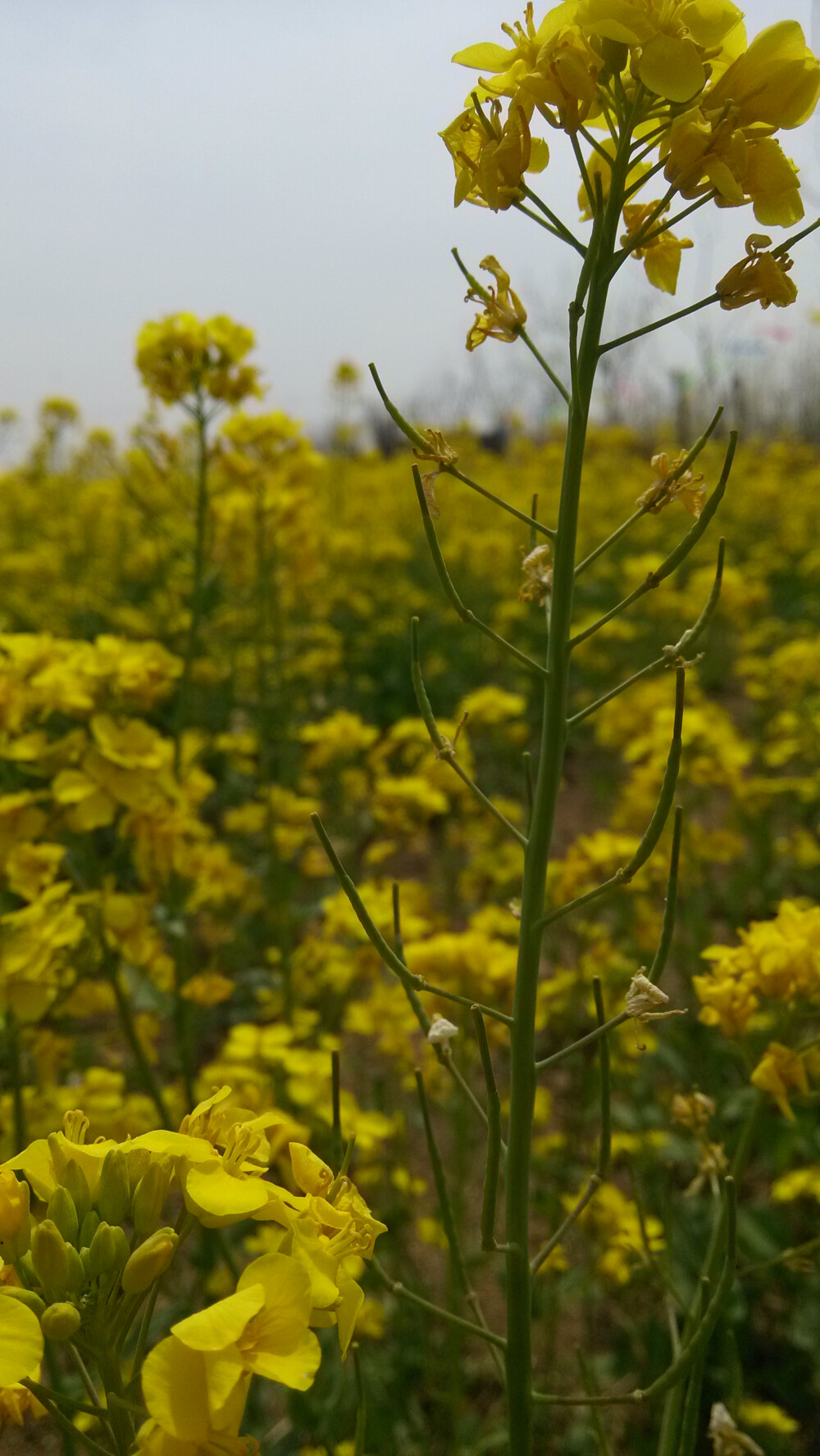 油菜花