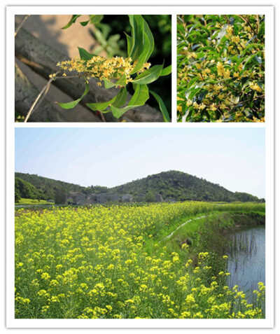 苏州光福，窑上村。桂花十里窑上路。