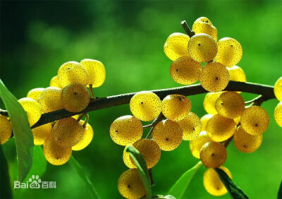 胡颓子gumi fruit 出自《水果猎人》 那些你闻所未闻的水果