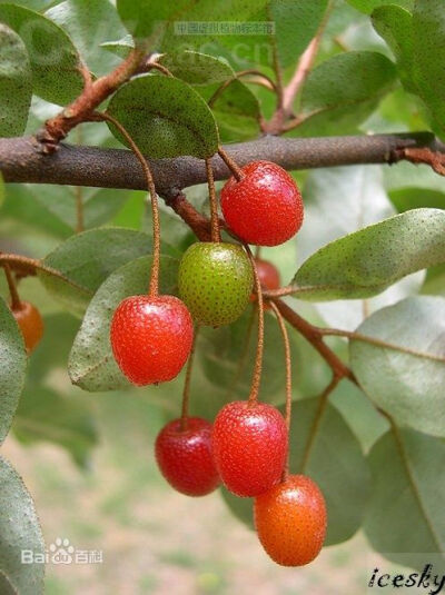 胡颓子gumi fruit 出自《水果猎人》 那些你闻所未闻的水果