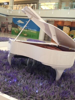 紫色薰衣草中的白色钢琴
