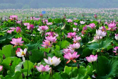 今年又成花海