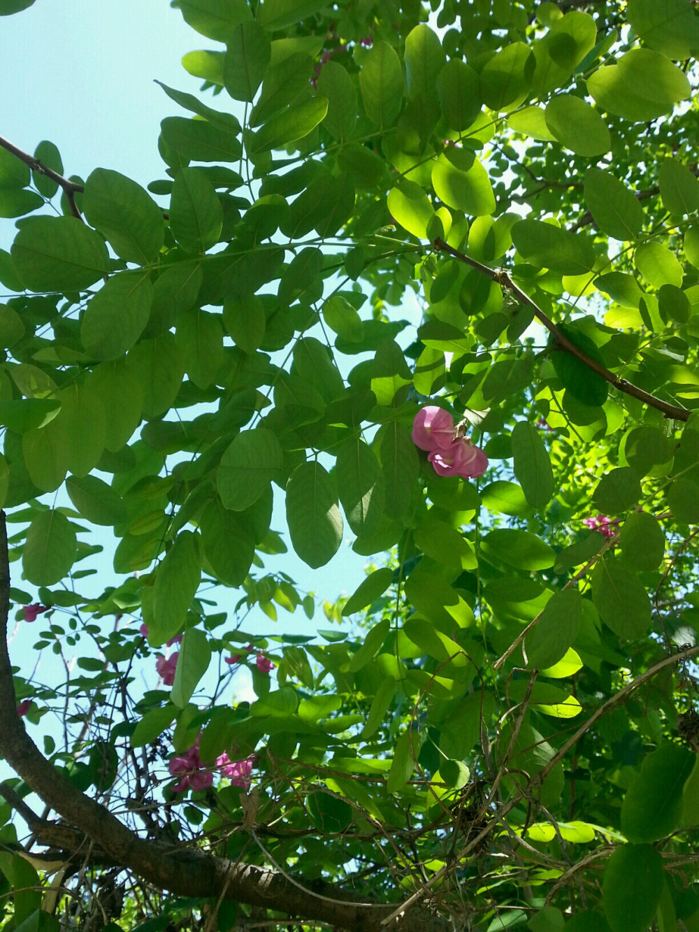 每日签到:喜欢夏天大大太阳下的绿荫。