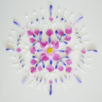 【落下花瓣第二次生命绽放】一位来自荷兰阿姆斯特丹的老师用花瓣与植物摆成创意作品