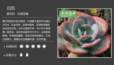 关于多肉植物的习性，养殖介绍。