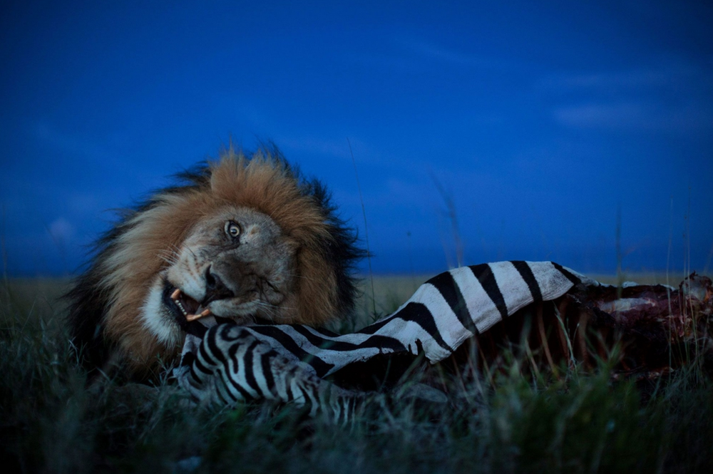 King of the Serengeti Michael Nichols