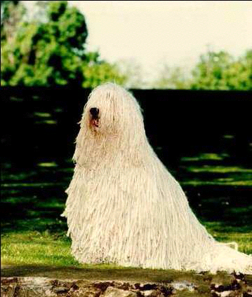 可蒙犬（Komondor）属于匈牙利牧羊犬的一种，又称克蒙多犬，“拖把犬”