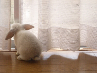 小╮(╯▽╰)╭，去看看窗帘后面是什么？o(╯□╰)o，怎么是堵墙....哈哈哈哈