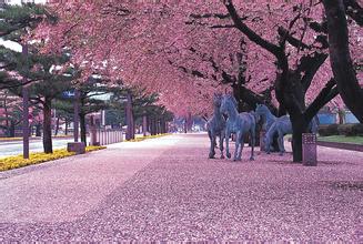 樱花