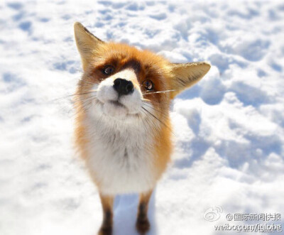 微笑的狐狸