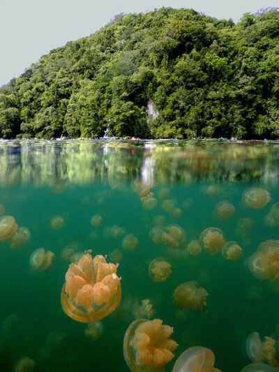 水母湖，帕劳共和国，马绍尔群岛。进化的水母湖中没有任何的掠食者，让许多濒临灭绝的珍稀水母在这里延续。